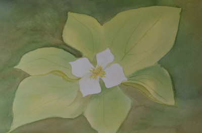 Photo of watercolour Bunchberry Watercolour 2015 Brian Takayesu All Rights Reserved
